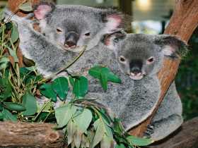 Kuranda Koala Gardens - Kawana Tourism 2