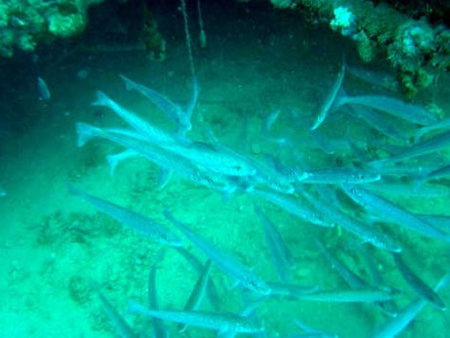 Underwater Sports Diving Centre - Kawana Tourism 1
