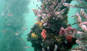 Underwater Sports Diving Centre - Kawana Tourism 2