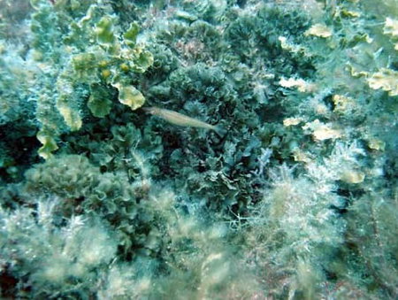 Underwater Sports Diving Centre - Kawana Tourism 3