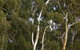 Heysen - The Cedars - thumb 2