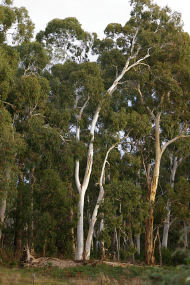 Heysen - The Cedars - Kawana Tourism 2