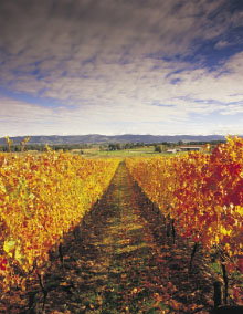 South Melbourne VIC Kawana Tourism