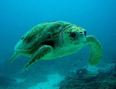 Snorkel Safari Brisbane - Kawana Tourism 4