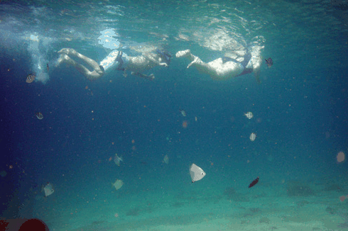 Australian Kayaking Adventures - Kawana Tourism 5