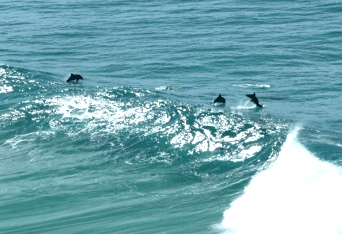 Beach Trekkers North Stradbroke Island - Kawana Tourism 2