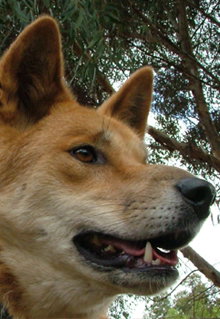 Armadale Reptile & Wildlife Centre - Kawana Tourism 5