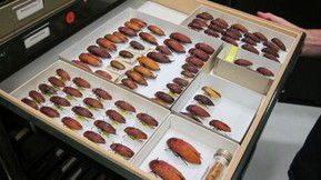 Western Australian Museum - Kawana Tourism 1