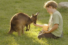 Cleland Wildlife Park - Kawana Tourism 4