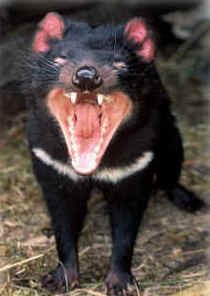 Zoo Doo Wildlife Park - Kawana Tourism 4