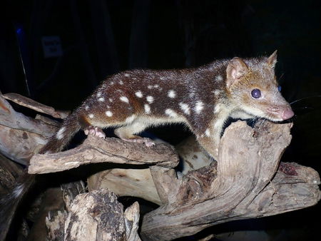 East Coast Natureworld - Kawana Tourism 5