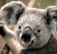 Potoroo Palace - Kawana Tourism