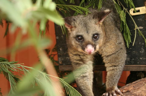 Potoroo Palace - Kawana Tourism 3