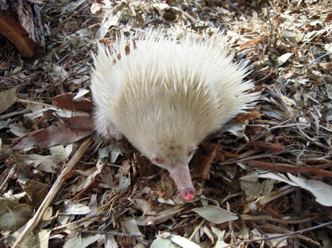Potoroo Palace - Kawana Tourism 4