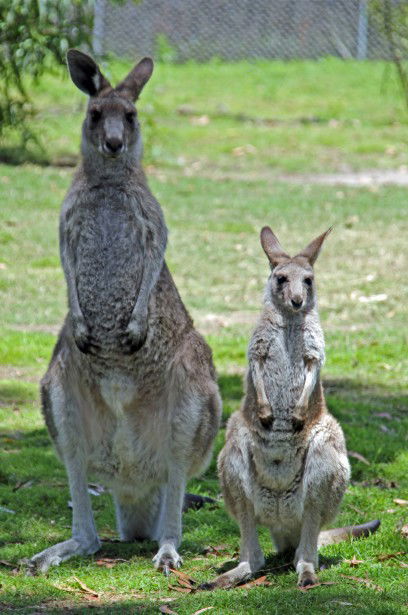 Potoroo Palace - Kawana Tourism 5