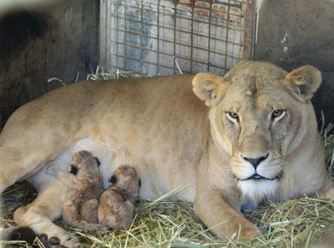 Darling Downs Zoo - Kawana Tourism 2
