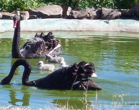 Darling Downs Zoo - Kawana Tourism 3