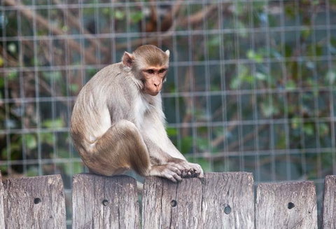 Darling Downs Zoo - Kawana Tourism 5