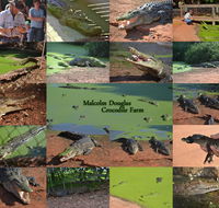 The Malcolm Douglas Crocodile Park - Kawana Tourism