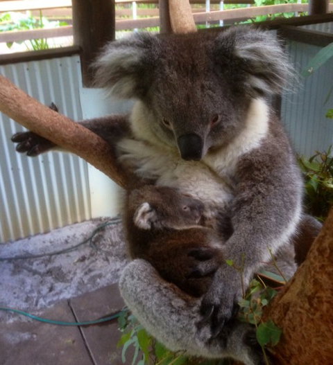 Outback Splash - Kawana Tourism 3