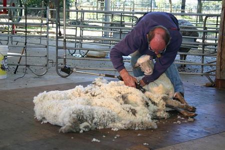 Caversham Wildlife Park - Kawana Tourism 3