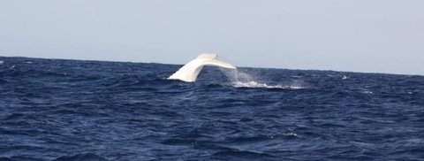 Australian Whale Watching - Kawana Tourism 0