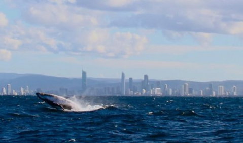 Australian Whale Watching - Kawana Tourism 1