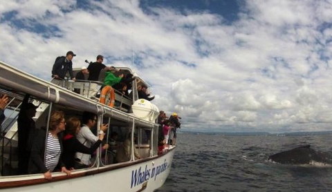 Australian Whale Watching - Kawana Tourism 2
