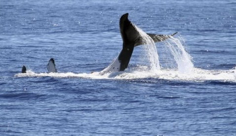Australian Whale Watching - Kawana Tourism 3