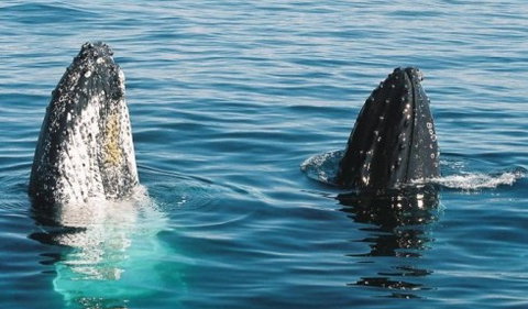 Australian Whale Watching - Kawana Tourism 4