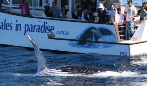 Australian Whale Watching - Kawana Tourism 5