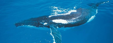 Australian Whale Watching - Kawana Tourism 6
