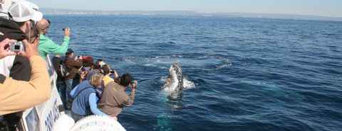 Australian Whale Watching - Kawana Tourism 7
