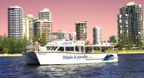 Australian Whale Watching - Kawana Tourism 8