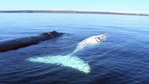 Australian Whale Watching - Kawana Tourism 9