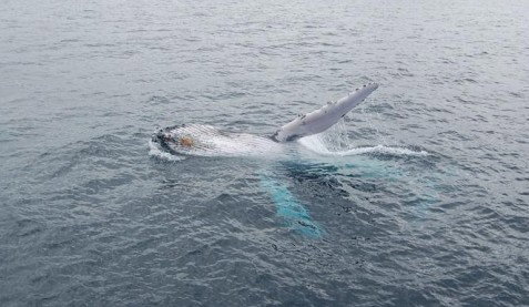 Australian Whale Watching - Kawana Tourism 10