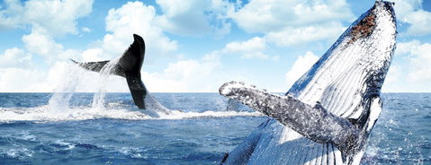 Australian Whale Watching - Kawana Tourism 11