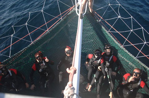 Dolphin Swim Australia - Kawana Tourism 4