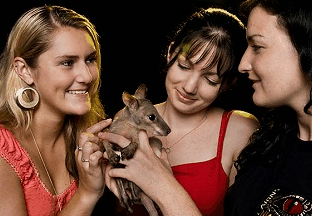 Cairns Night Zoo - Kawana Tourism 1
