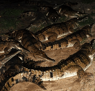 Cairns Night Zoo - Kawana Tourism 3