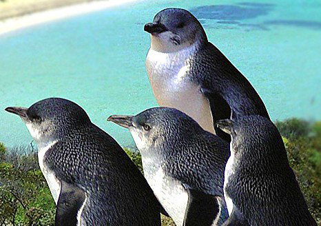 Rockingham Wild Encounters - Kawana Tourism 0