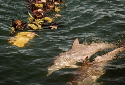 Rockingham Wild Encounters - Kawana Tourism 2