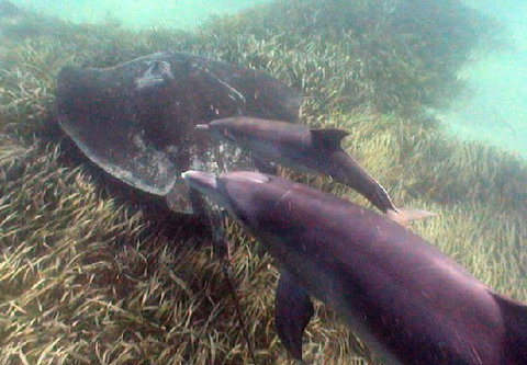 Rockingham Wild Encounters - Kawana Tourism 3