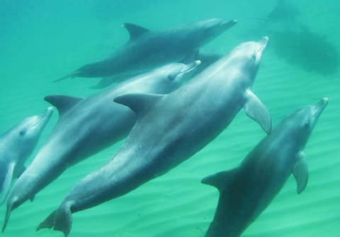 Rockingham Wild Encounters - Kawana Tourism 4