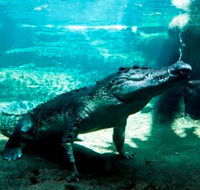 WILD LIFE Sydney Zoo - Kawana Tourism