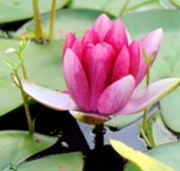 The Lotus Day Spa and Retreat - Kawana Tourism