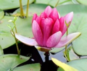 The Lotus Day Spa And Retreat - Kawana Tourism 0