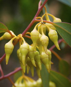 Mount Short Scenic Drive - Kawana Tourism 0