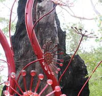 Understory Art In Nature - Kawana Tourism
