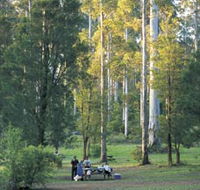 Big Brook Arboretum - Kawana Tourism